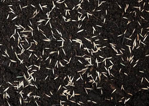 Газон на даче своими руками для ленивых, как посадить. Подготовительные этапы посадки газона на даче