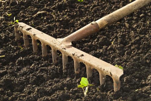 Газон на даче своими руками для ленивых, как посадить. Подготовительные этапы посадки газона на даче