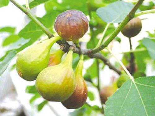 На какой год плодоносит инжир. Виды и сорта инжира