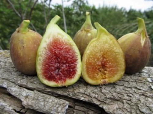 На какой год плодоносит инжир. Виды и сорта инжира