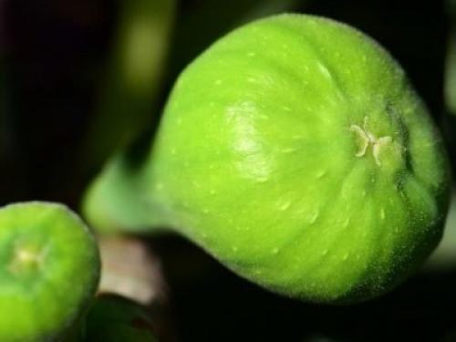 На какой год плодоносит инжир. Виды и сорта инжира