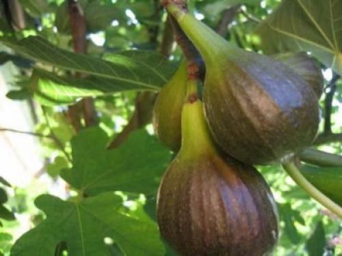 На какой год плодоносит инжир. Виды и сорта инжира