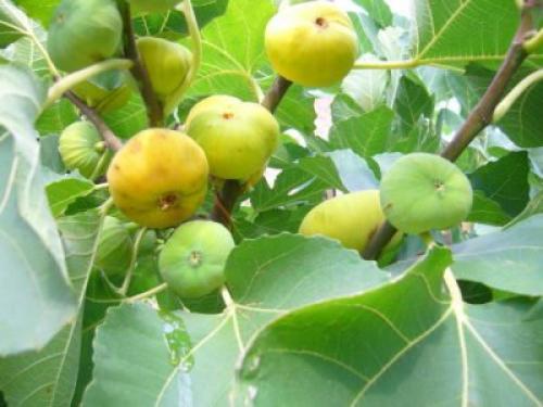 На какой год плодоносит инжир. Виды и сорта инжира