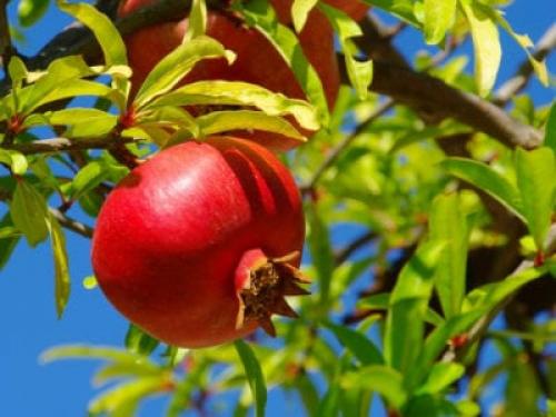 Почему не завязываются плоды у граната. No Pomegranates On Trees: How To Get A Pomegranate To Set Fruit