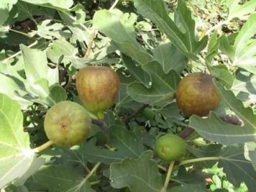 На какой год плодоносит инжир. Виды и сорта инжира