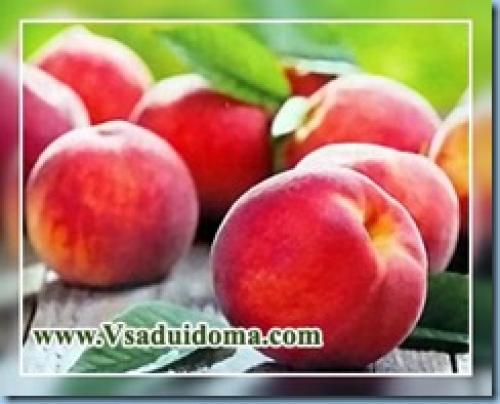 На какой год плодоносит гранат после посадки. Когда гранат начинает плодоносить после посадки 04 На какой год плодоносит гранат после посадки. Когда гранат начинает плодоносить после посадки 04