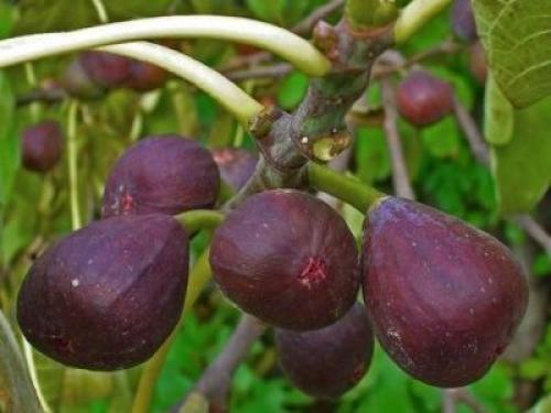 На какой год плодоносит инжир. Виды и сорта инжира