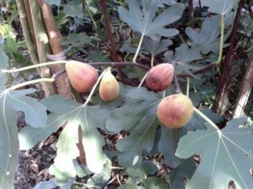 На какой год плодоносит инжир. Виды и сорта инжира