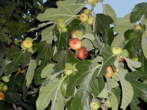 На какой год плодоносит инжир. Виды и сорта инжира