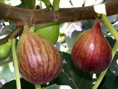 На какой год плодоносит инжир. Виды и сорта инжира