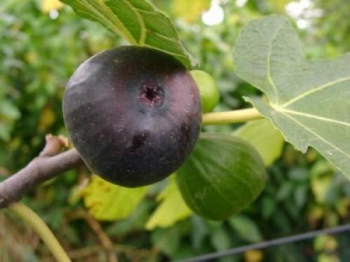 На какой год плодоносит инжир. Виды и сорта инжира