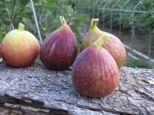 На какой год плодоносит инжир. Виды и сорта инжира