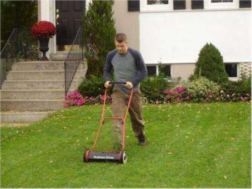 Газон лилипут или трава для ленивых. Как посадить газонную траву «Лилипут» на дачном участке? Правила ухода