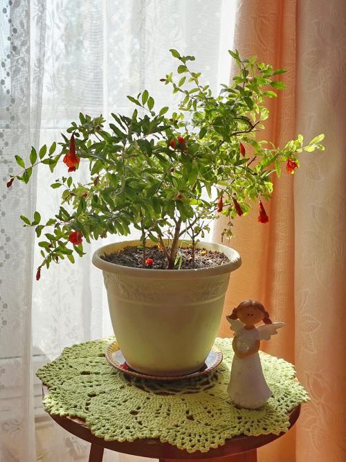 Гранат комнатный болезни и вредители. Гранат