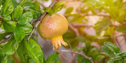 Чем подкормить гранат в домашних условиях. Выбор сорта 08 Чем подкормить гранат в домашних условиях. Выбор сорта 08