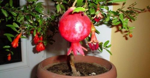 Как заплести гранат. Разновидности обрезки