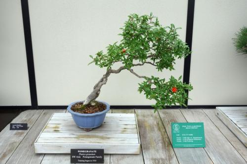 Бонсай гранат из косточки. Бонсаи из граната