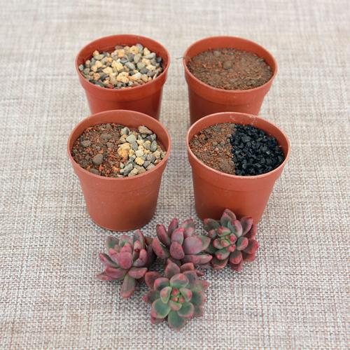 Как выбрать подходящий субстрат для суккулентов