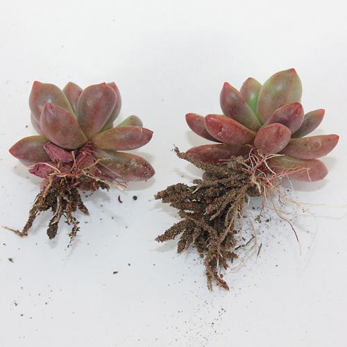 Как выбрать подходящий субстрат для суккулентов. Эксперимент по сравнению грунтов привел к неожиданным результатам