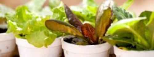 Какую зелень можно выращивать дома. 9 видов полезной зелени на подоконнике, выращиваем к Новому году!