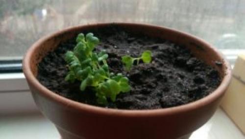 Какую зелень можно выращивать дома. 9 видов полезной зелени на подоконнике, выращиваем к Новому году!