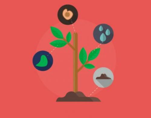 На окне круглый год лекарство растет. Домашний огород на подоконнике - правильное выращивание 23 На окне круглый год лекарство растет. Домашний огород на подоконнике - правильное выращивание 23