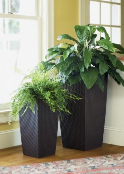 На окне круглый год лекарство растет. Домашний огород на подоконнике - правильное выращивание 16 На окне круглый год лекарство растет. Домашний огород на подоконнике - правильное выращивание 16