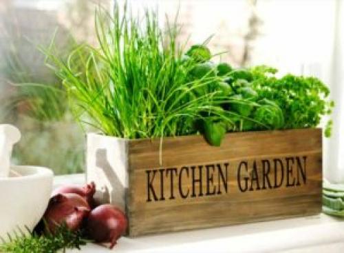 Какую зелень можно выращивать дома. 9 видов полезной зелени на подоконнике, выращиваем к Новому году!