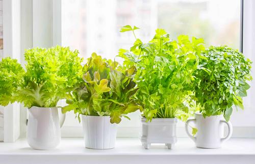 На окне круглый год лекарство растет. Домашний огород на подоконнике - правильное выращивание