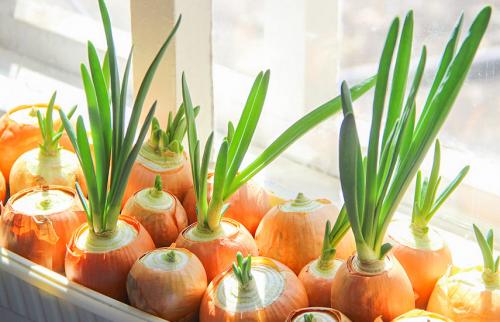 На окне круглый год лекарство растет. Домашний огород на подоконнике - правильное выращивание