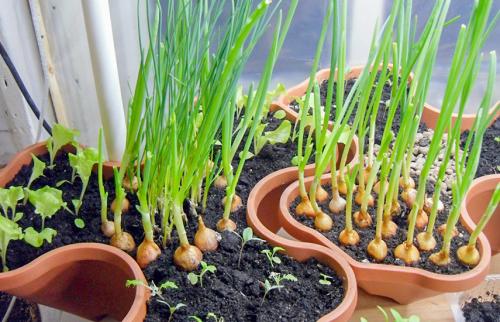 На окне круглый год лекарство растет. Домашний огород на подоконнике - правильное выращивание