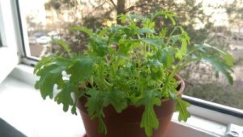Какую зелень можно выращивать дома. 9 видов полезной зелени на подоконнике, выращиваем к Новому году!