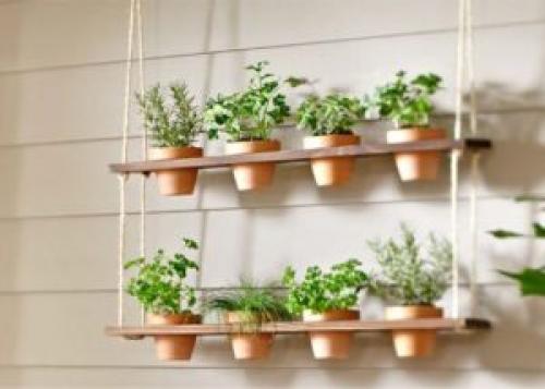 Какую зелень можно выращивать дома. 9 видов полезной зелени на подоконнике, выращиваем к Новому году!