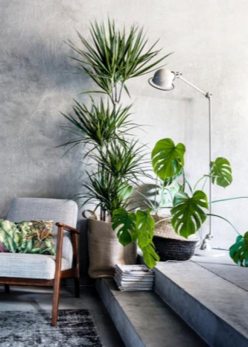 На окне круглый год лекарство растет. Домашний огород на подоконнике - правильное выращивание 17 На окне круглый год лекарство растет. Домашний огород на подоконнике - правильное выращивание 17