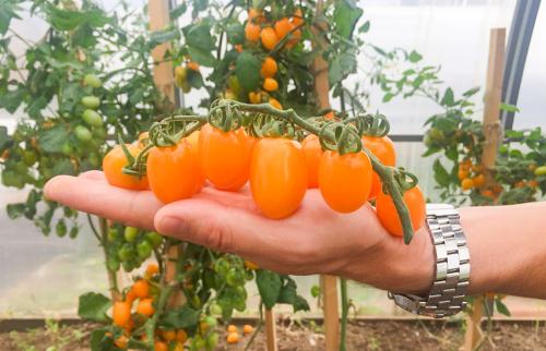 На окне круглый год лекарство растет. Домашний огород на подоконнике - правильное выращивание