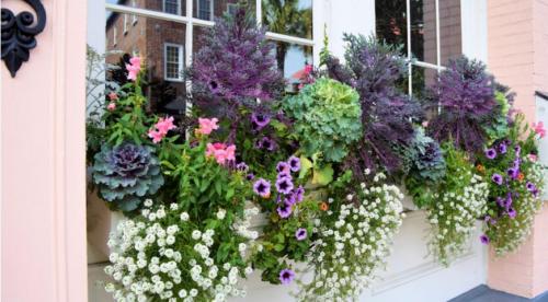 Мини-сад за моим окном. Выбираем растения для цветника за окном 06 Мини-сад за моим окном. Выбираем растения для цветника за окном 06