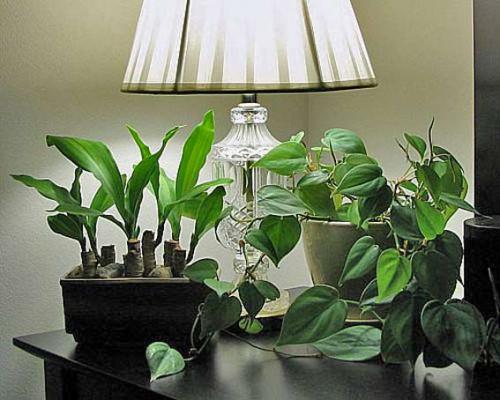 Модный мини-сад на подоконнике. Мини-сад своими руками на подоконнике: секреты создания чуда в горшке 05