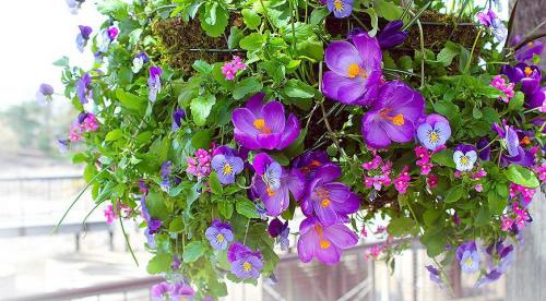 Мини-сад за моим окном. Выбираем растения для цветника за окном 05 Мини-сад за моим окном. Выбираем растения для цветника за окном 05