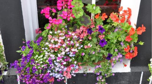 Мини-сад за моим окном. Выбираем растения для цветника за окном 04 Мини-сад за моим окном. Выбираем растения для цветника за окном 04