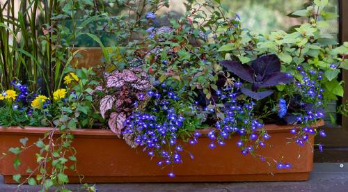 Мини-сад за моим окном. Выбираем растения для цветника за окном 01 Мини-сад за моим окном. Выбираем растения для цветника за окном 01