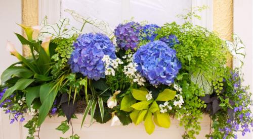 Мини-сад за моим окном. Выбираем растения для цветника за окном 03 Мини-сад за моим окном. Выбираем растения для цветника за окном 03