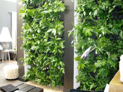 Как сделать зимний сад в квартире. Зимний сад в квартире (44 фото): выбор места, стиля и растений