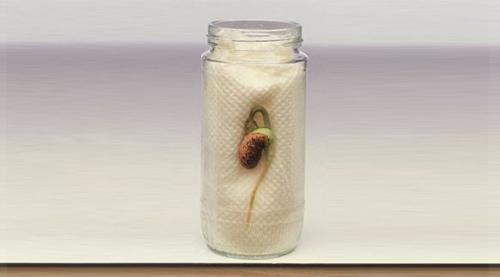 Мини сад-огород на окне. Мини-проект Огород на окне. 10 Мини сад-огород на окне. Мини-проект Огород на окне. 10