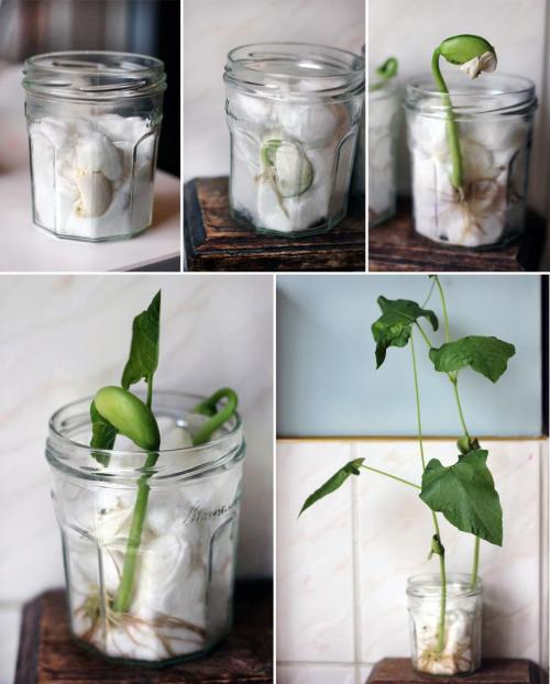 Мини сад-огород на окне. Мини-проект Огород на окне. 07 Мини сад-огород на окне. Мини-проект Огород на окне. 07