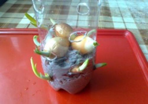 Мини-огород на подоконнике. Огород на подоконнике зимой для начинающих: практические советы