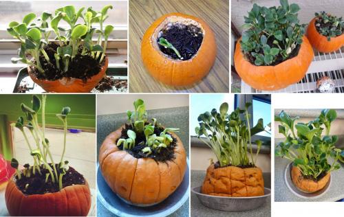 Мини сад-огород на окне. Мини-проект Огород на окне. 09 Мини сад-огород на окне. Мини-проект Огород на окне. 09