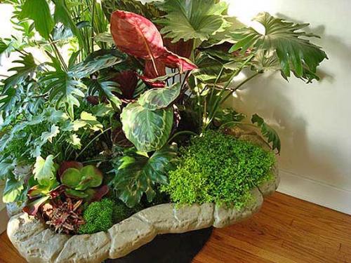 Делаем модный мини-сад у себя на подоконнике. Высаживаем растения шаг за шагом 14 Делаем модный мини-сад у себя на подоконнике. Высаживаем растения шаг за шагом 14