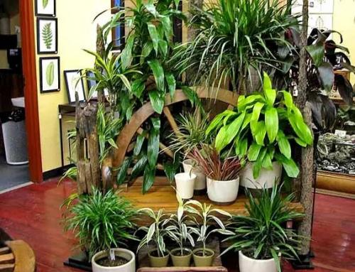 Делаем модный мини-сад у себя на подоконнике. Высаживаем растения шаг за шагом 18 Делаем модный мини-сад у себя на подоконнике. Высаживаем растения шаг за шагом 18