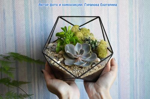 Мини-сад из суккулентов своими руками. Волшебный мини-садик на подоконнике! Составляем композицию вместе