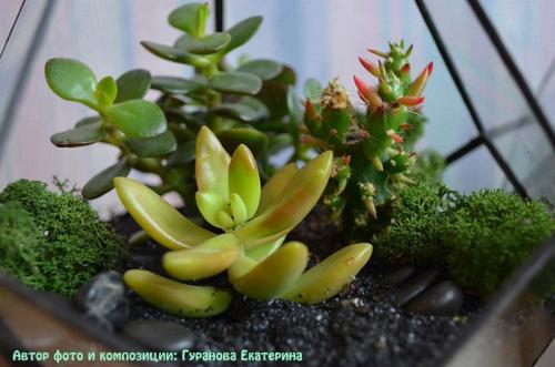 Мини-сад из суккулентов своими руками. Волшебный мини-садик на подоконнике! Составляем композицию вместе